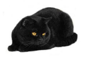 Черный британец (британский кот, кошка)  